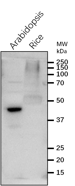 Anti-NPQ1/VDE1/Violaxanthin de-epoxidase Rabbit Antibody