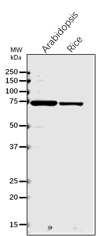 Anti-BIP1/2 /Heat shock 70 kDa protein rabbit antibody