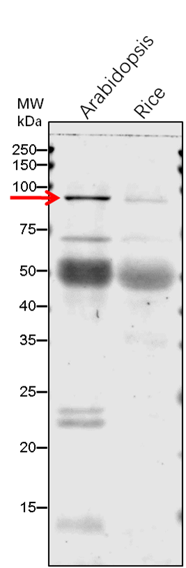 Anti-CHLD/Magnesium-chelatase subunit ChlD Antibody