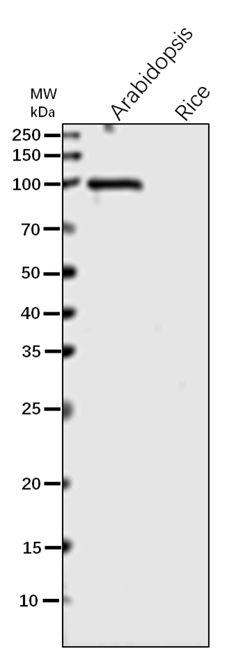 Anti-LOX2 / Lipoxygenase 2 Rabbit Antibody