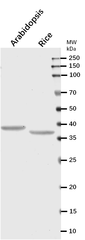 Anti-CSP41B/Ribosome associated endonuclease (CRB) Antibody