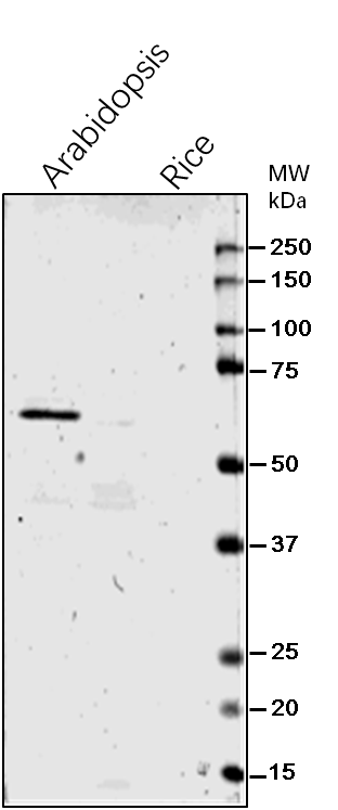 Anti-PGM/Phosphoglucomutase Rabbit Antibody