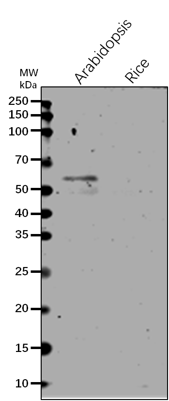 Anti-4CLL7/4-coumarate--CoA ligase-like 7 antibody