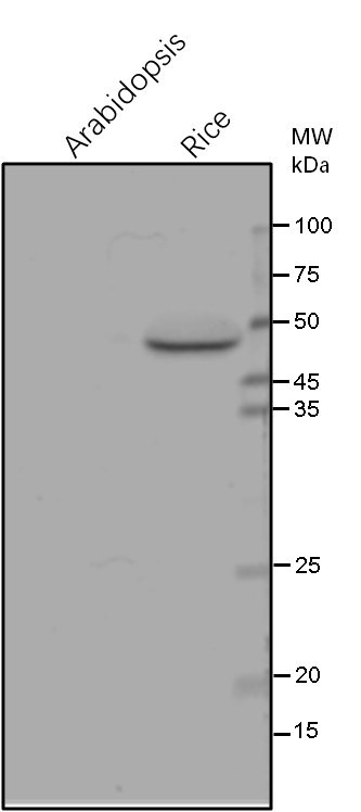 Anti-NDH48/NAD(P)H DEHYDROGENASE SUBUNIT 48 Antibody