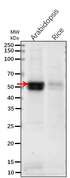 Anti-CAT3 / Catalase-3 Rabbit Antibody