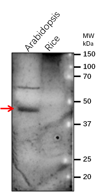 Anti-CHS/ Chalcone synthase Rabbit Antibody