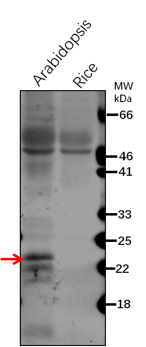 Anti-AOC3/ Allene oxide cyclase 3 Rabbit Antibody