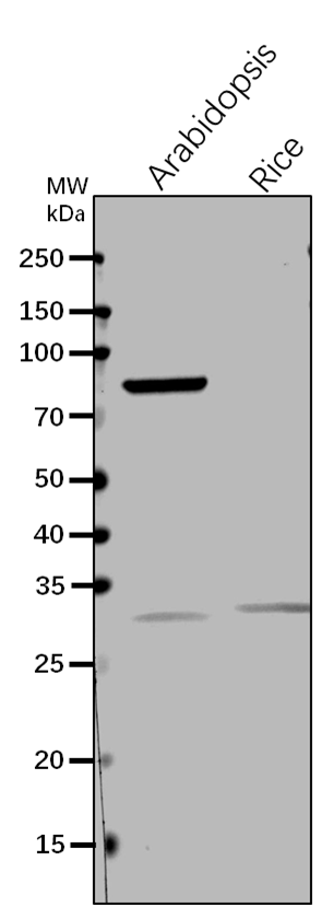 EMB1467/NADH dehydrogenase [ubiquinone] iron-sulfur protein