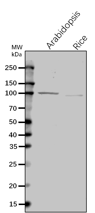 Anti-Rnase J/EMB2746/ Ribonuclease J Rabbit Antibody