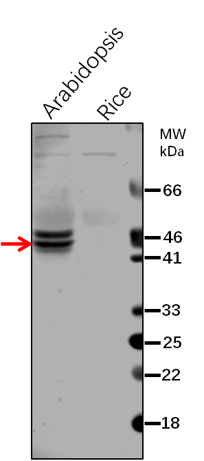 Anti-SRRP1/ S1 RNA-binding domain-containing protein