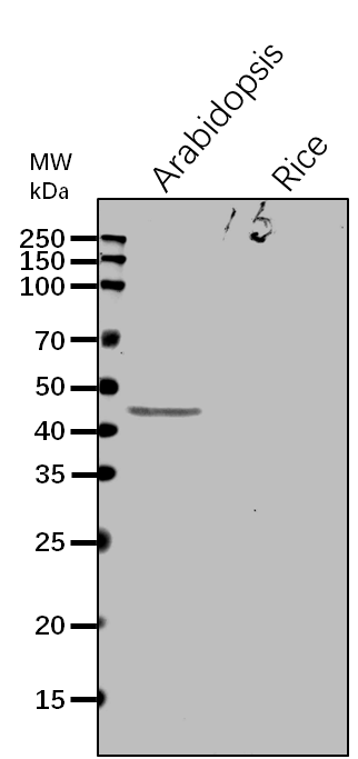 Anti-CICDH/ Cytosolic isocitrate dehydrogenase [NADP]