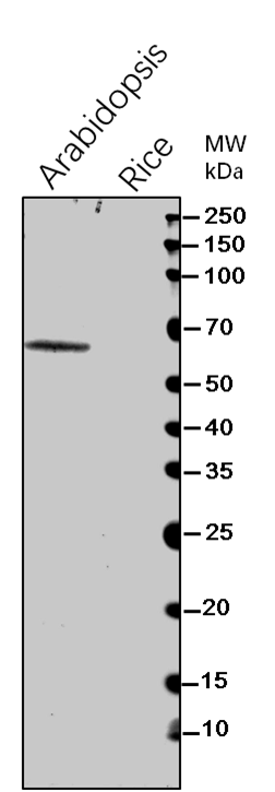 Anti-AAE3/ Oxalate--CoA ligase Rabbit Antibody