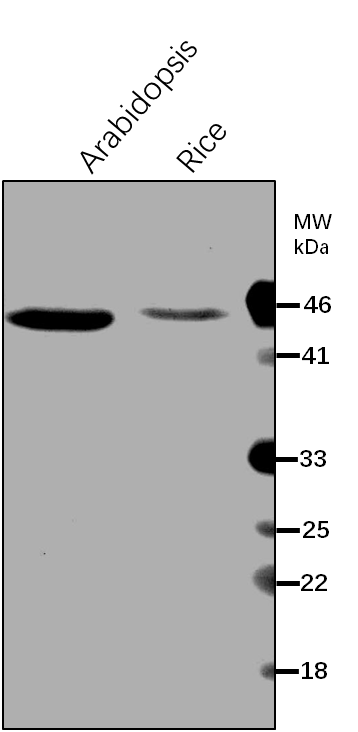 Anti-IMDH1/ 3-isopropylmalate dehydrogenase 1 Antibody