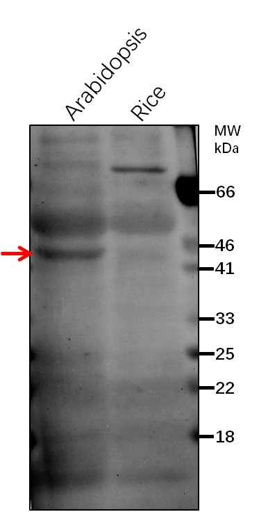 Anti-OPR3/ 12-oxophytodienoate reductase 3 Antibody