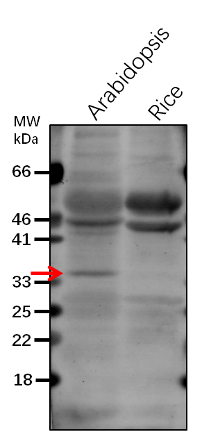 Anti-PAP1/ Probable plastid-lipid-associated protein 1