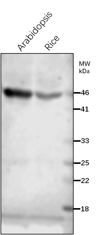 Anti-PGK1/ Phosphoglycerate kinase 1 Rabbit Antibody