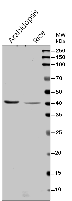 SCS-beta/Succinate--CoA ligase [ADP-forming] subunit beta