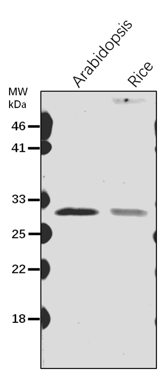 Anti-VDAC1/ Mitochondrial outer membrane protein porin 1