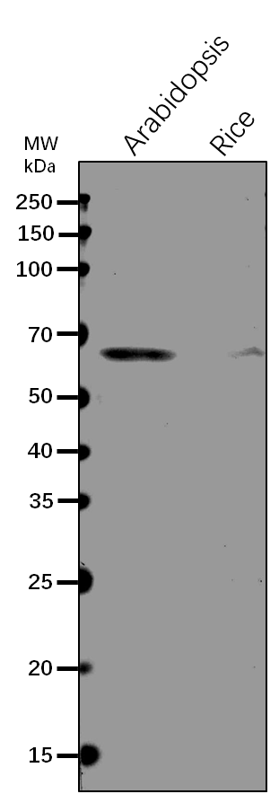 Anti-ZDS1/ Zeta-carotene desaturase Rabbit Antibody