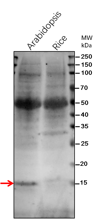 Anti-MPH2/ Thylakoid lumenal 16.5 kDa protein Antibody