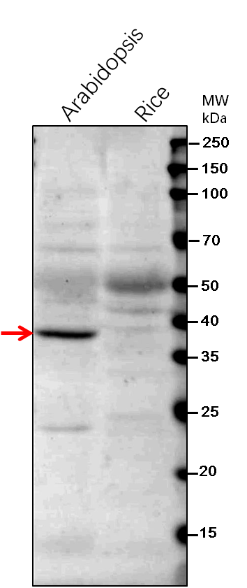 Anti-FtsZ1 / Cell division protein FtsZ homolog 1