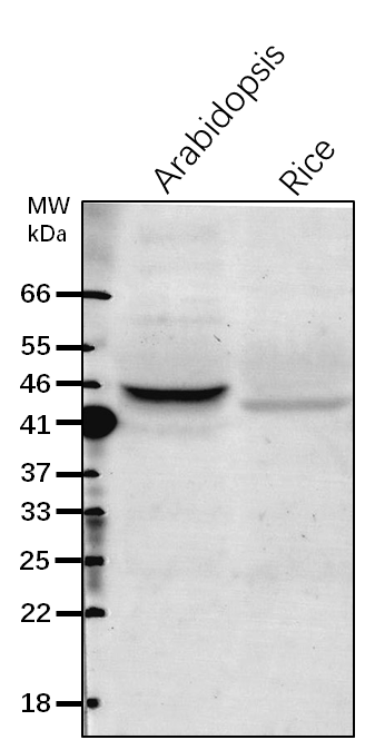 Anti-FtsZ2-1/ Cell division protein FtsZ homolog 2