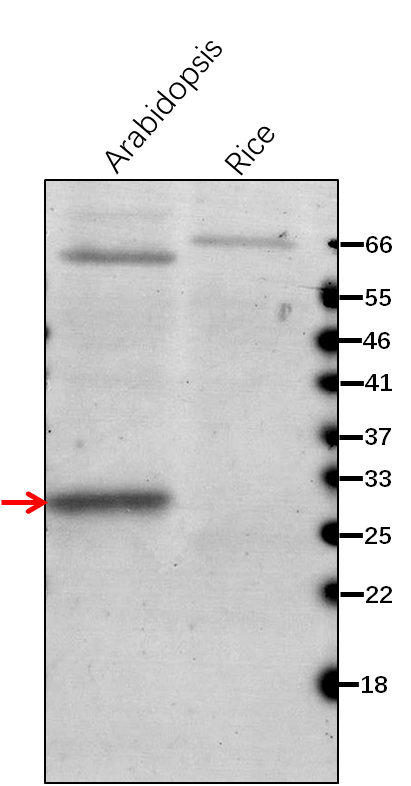 Anti-Gun2 / Heme oxygenase 1