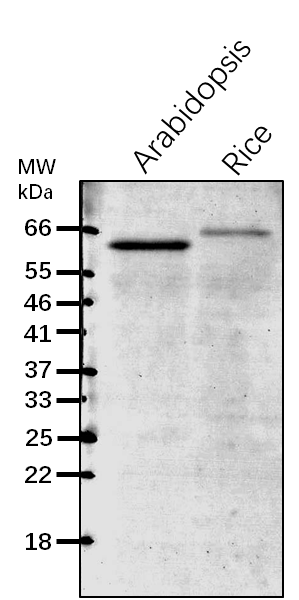 Anti-CNX1 / Calnexin homolog 1