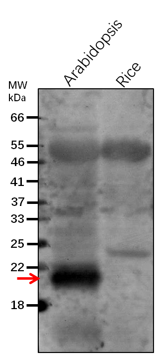 Anti-ClpP6/ ATP-dependent Clp protease proteolytic subunit 6