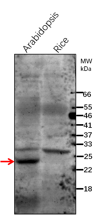 Anti-ClpR2/ ATP-dependent Clp protease proteolytic subunit-r