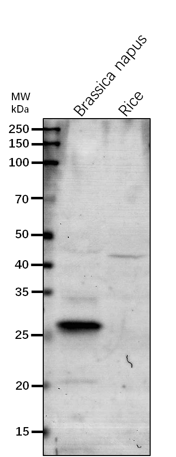 Anti-ClpR1/ ATP-dependent Clp protease proteolytic subunit-r