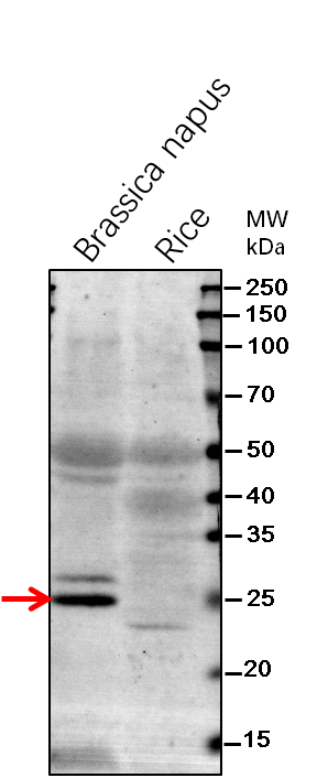 Anti-VDAC2/ Mitochondrial outer membrane protein porin 2