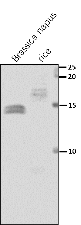 Anti-PsaE / PSI-E subunit of photosystem I