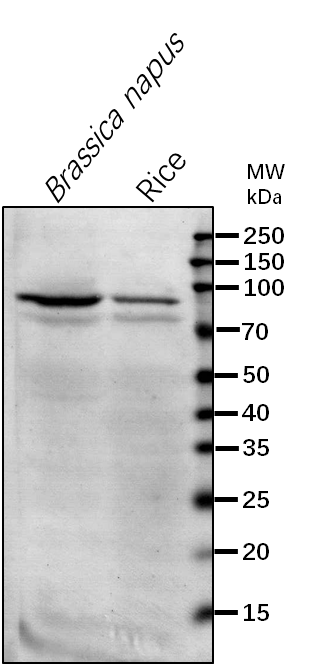 Anti-HSP90-2/ Heat shock protein 90-2