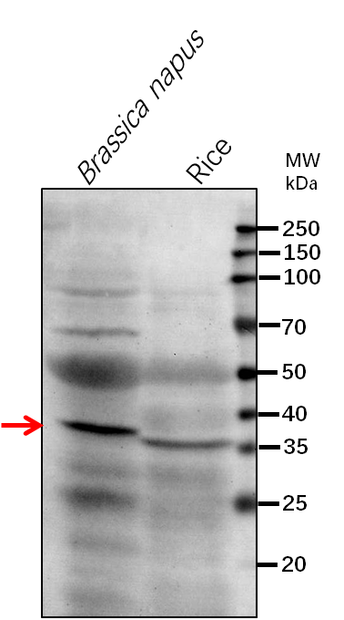 Anti-HCF136/ Photosystem II stability/assembly factor HCF136