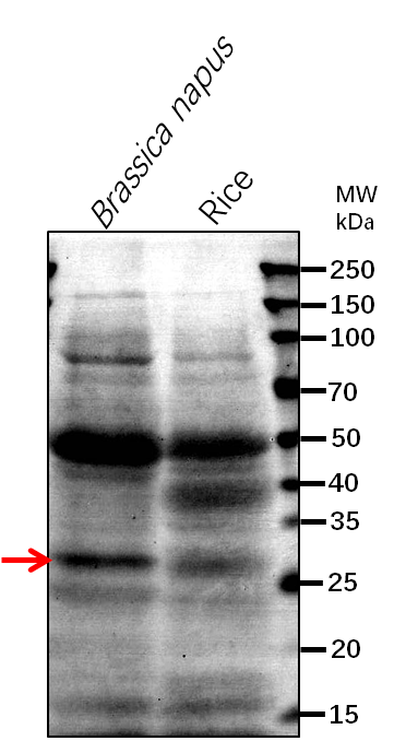 Anti-CBR1/ NADH--cytochrome b5 reductase 1