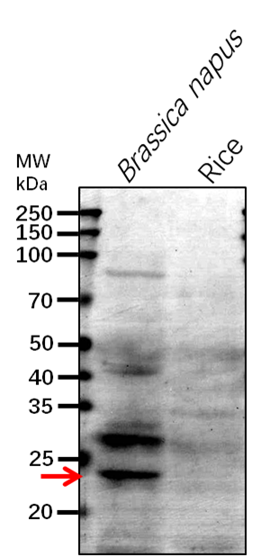 Anti-ClpR4/ ATP-dependent Clp protease proteolytic subunit-r