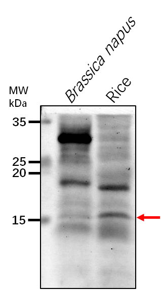 Anti-GLB1/ Nitrogen regulatory protein P-II homolog