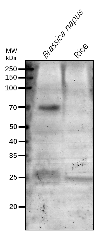 Anti-At1G71810/ aarF domain-containing protein kinase