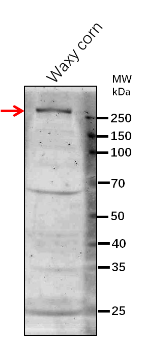 Anti-Du1 / SSIII / Glucose-1-phosphate adenylyltransferase