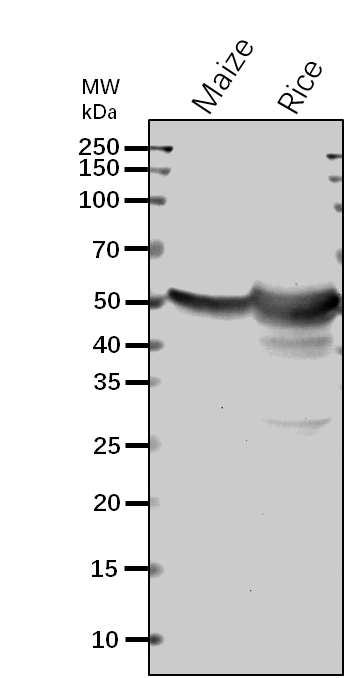 Anti-Bt2/Brittle-2/ Glucose-1-phosphate adenylyltransferase