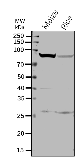 Anti-Sh1 / Shrunken-1 / Sucrose synthase 1