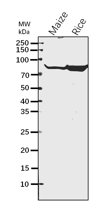 Anti-SBE1/ Starch-branching enzyme