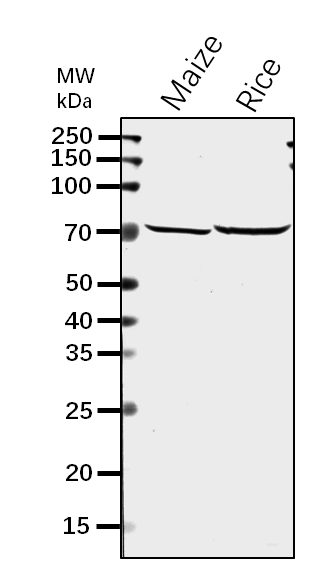 Anti-SSI/ Starch Synthase I Rabbit Antibody