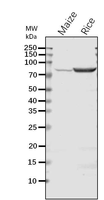 Anti-SU1 / Isoamylase SU1 Rabbit Antibody
