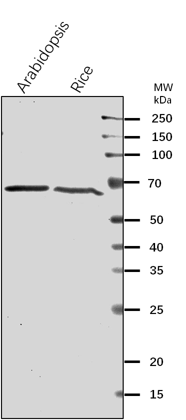 Anti-CPNB1/ Chaperonin 60 subunit beta 1