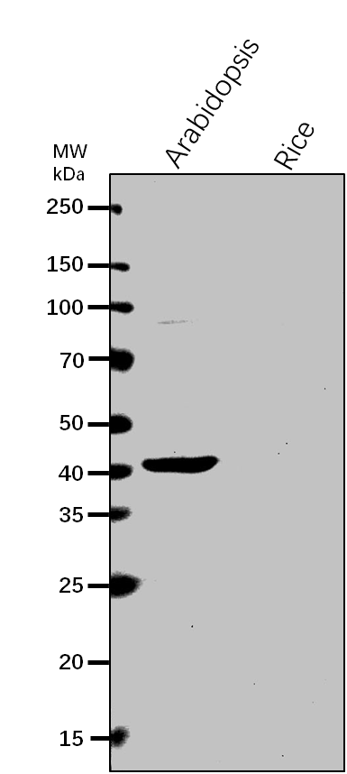 Anti-PMD2/ Peroxisomal and mitochondrial division factor 2