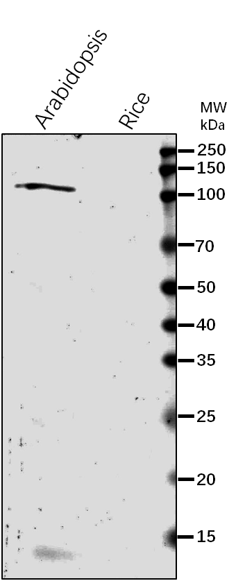 Anti-Protein TIC110 Rabbit Antibody