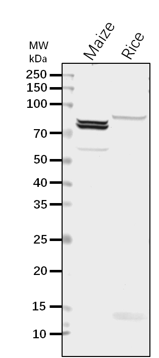 Anti-SSIIa / Su2 / Starch synthase IIa