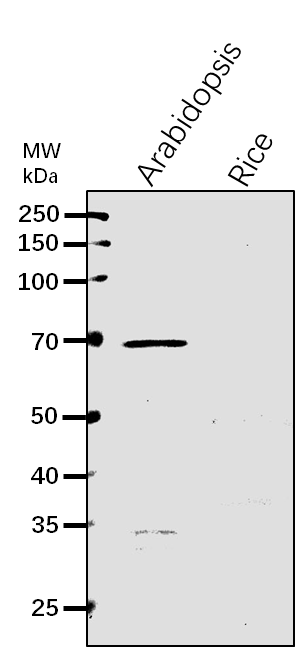 Anti-RanGAP2/ RAN GTPase-activating protein 2